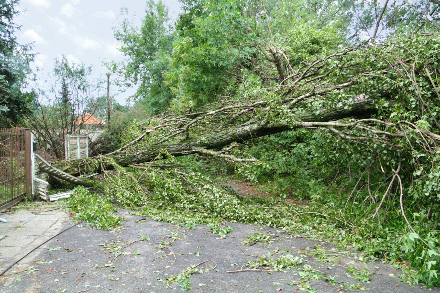 Damaged fallen tree on a rural road after a strong storm
