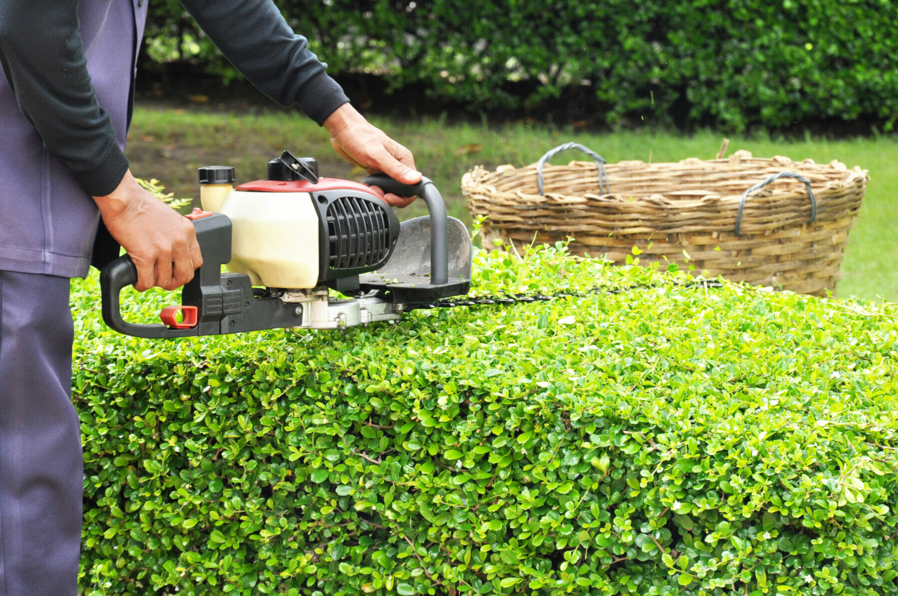 trimming hedge with gas powered hedge trimmer