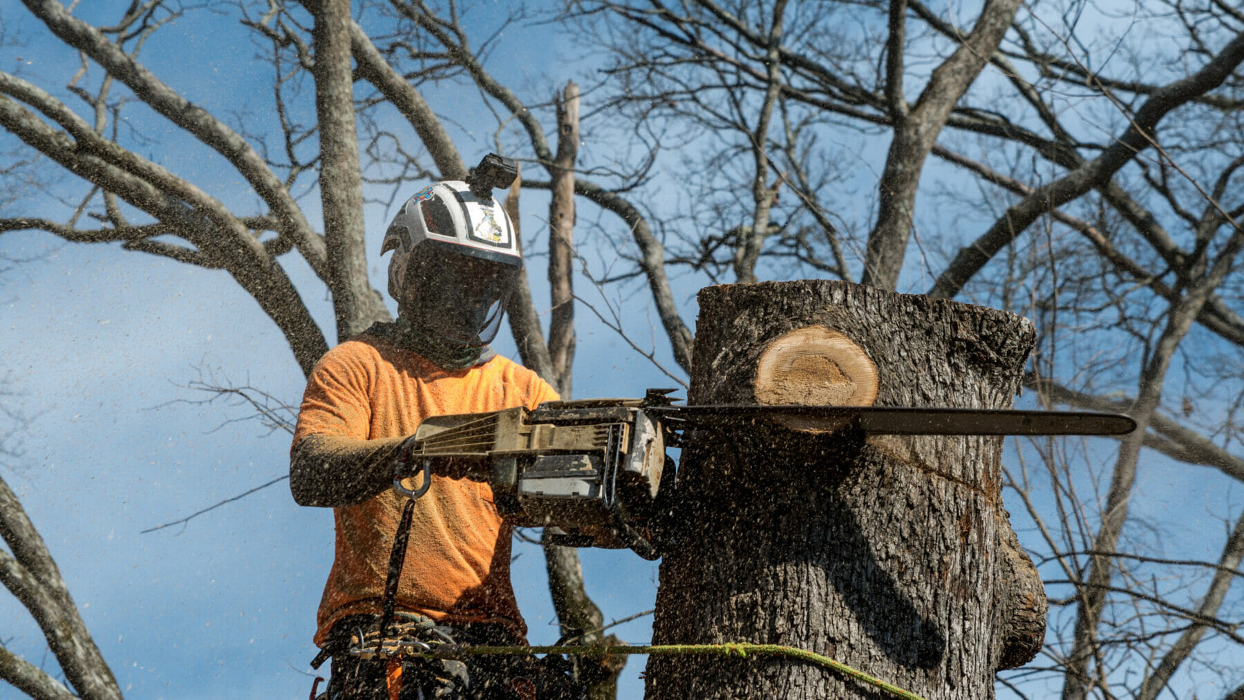 Worker with chainsaw and helmet hanging from rope and cutting down tree