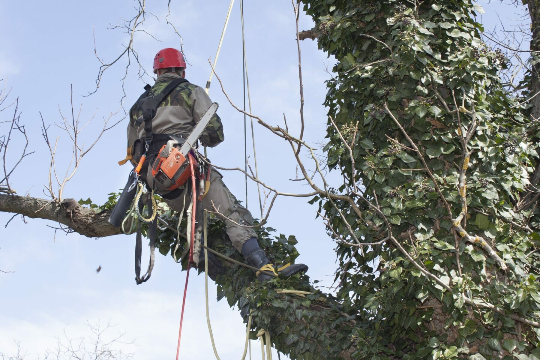 Man in tree with climbing ropes and chainsaw