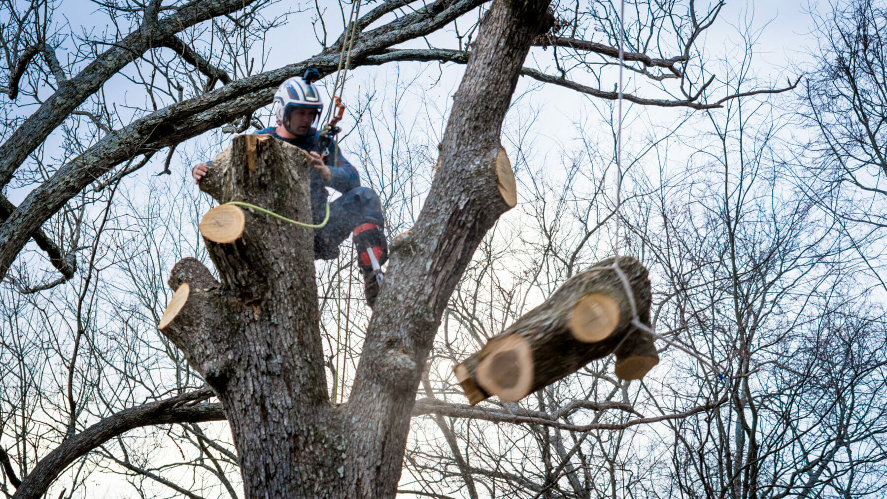 Worker with chainsaw and helmet hanging from rope and cutting down tree