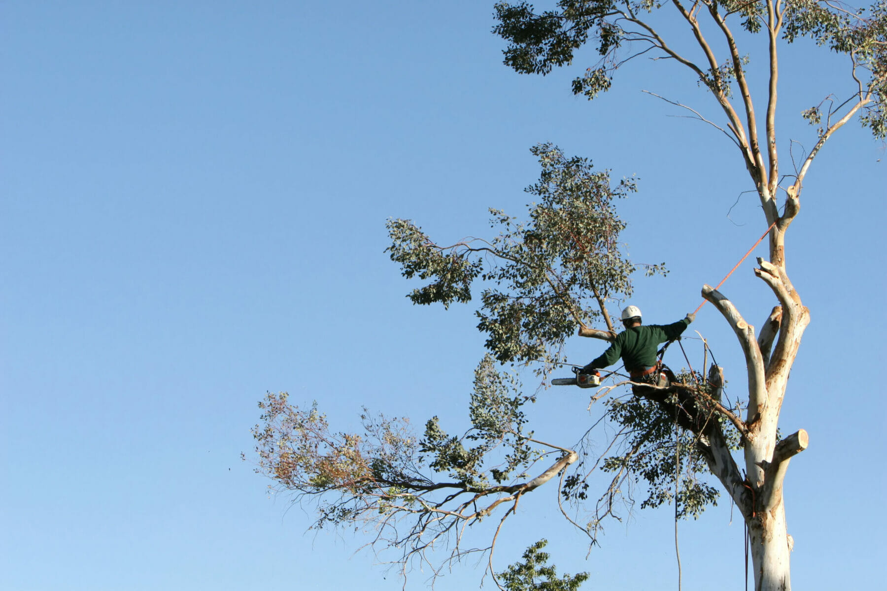 A large tree is being trimmed by a man suspended ropes.